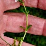 Veronica serpyllifolia Coajă