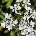 Coriandrum sativum Blüte