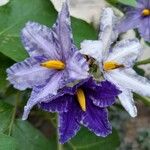 Solanum wrightii Floro