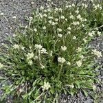 Antennaria plantaginifolia Habit