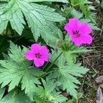 Geranium psilostemon Blomma