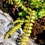 Asplenium viride Yaprak