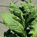 Inula helenium Облик