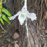 Papilionanthe vandarum Flower