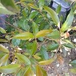 Syzygium aqueum Folha