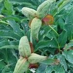 Paeonia mascula മറ്റ്