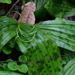 Scoliopus bigelovii Leaf