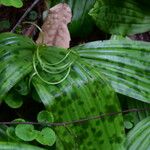 Scoliopus bigelovii Φύλλο