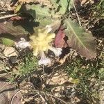 Orobanche crenata Flower