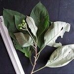Solanum hazenii Other