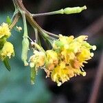 Rorippa palustris Цвят