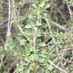 Maerua parvifolia Leaf