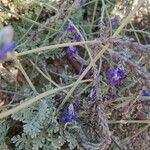 Lavandula pinnata Leaf