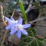 Scilla luciliae Flower