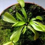 Dionaea muscipulaLeht