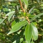 Salix euxinaBlad