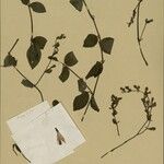 Hypoestes saxicola Otro