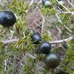 Asparagus acutifolius Fruto