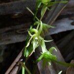Angraecum calceolus 花
