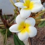 Plumeria alba Flor