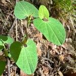 Aristolochia pallida Leaf