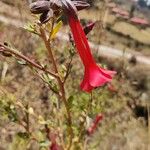 Cantua buxifolia Flower