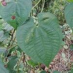 Dioscorea bulbifera Blad