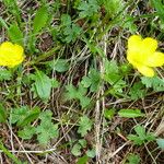 Ranunculus montanus Floro