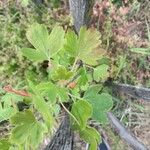 Ribes aureum Blad