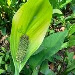 Spathiphyllum friedrichsthalii Flower