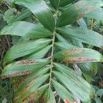 Bactris campestris List