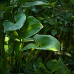 Calla palustris Liść