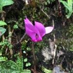 Cyclamen purpurascens Blomma