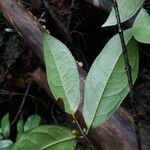 Cassipourea guianensis 果實