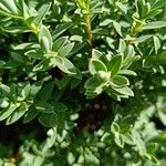 Hebe cupressoides 葉