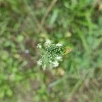 Ornithogalum sphaerocarpum Flower