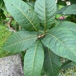 Ficus pancheriana পাতা