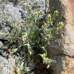 Artemisia umbelliformis Habitat