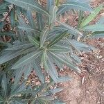 Nerium oleander Yaprak