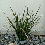 Dietes bicolor Leaf