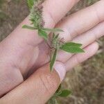 Trifolium striatum Blatt