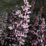 Heuchera caespitosa Habit