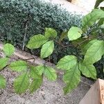 Aegle marmelos Hoja