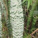 Dracaena hyacinthoides List