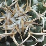 Mammillaria magnimamma Ліст