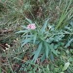 Asclepias incarnataFleur