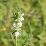 Stachys spinulosa Žiedas