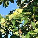 Diospyros virginiana Fruit