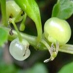 Rubia fruticosa Otro