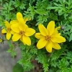 Bidens ferulifolia Virág
